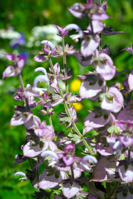 Bio Muskatellersalbei (Salvia sclarea) - Topfpflanze