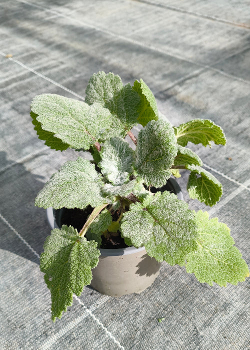 Bio Muskatellersalbei (Salvia sclarea) - Topfpflanze