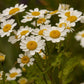 Bio Mutterkraut (Tanacetum parthenium) - Topfpflanze