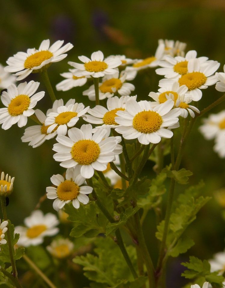 Bio Mutterkraut (Tanacetum parthenium) - Topfpflanze