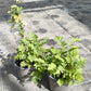 Bio Mutterkraut (Tanacetum parthenium) - Topfpflanze