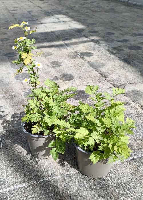 Bio Mutterkraut (Tanacetum parthenium) - Topfpflanze