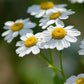 Bio Mutterkraut (Tanacetum parthenium) - Topfpflanze