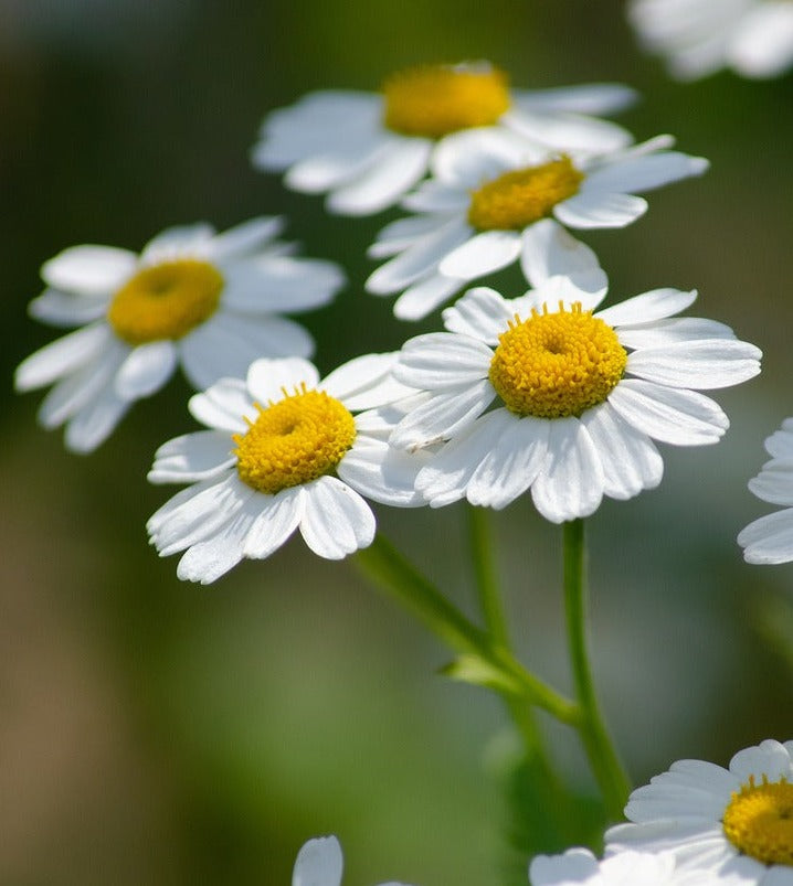 Bio Mutterkraut (Tanacetum parthenium) - Topfpflanze