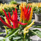 Bio Topf-Chili 'Naschzipfel' (Capsicum annuum) - Topfpflanze