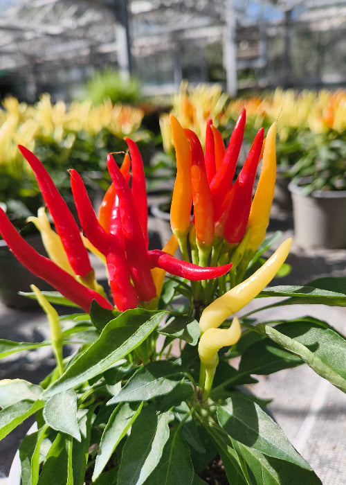 Bio Topf-Chili 'Naschzipfel' (Capsicum annuum) - Topfpflanze