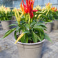 Bio Topf-Chili 'Naschzipfel' (Capsicum annuum) - Topfpflanze