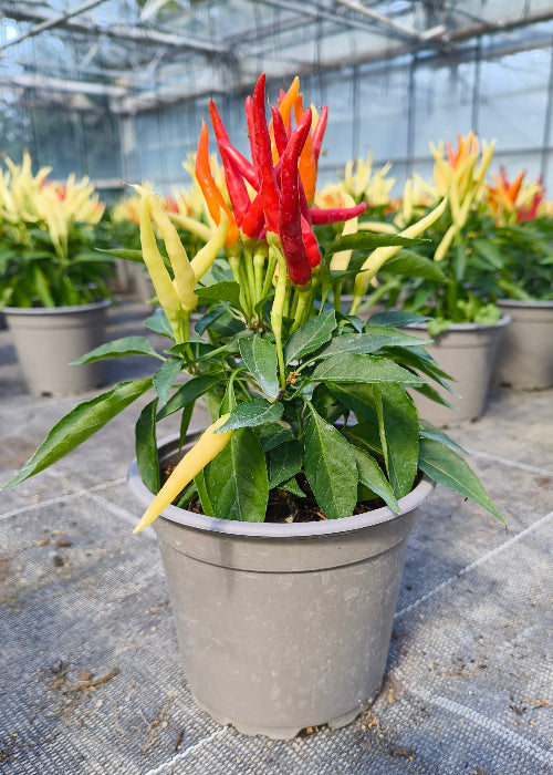 Bio Topf-Chili 'Naschzipfel' (Capsicum annuum) - Topfpflanze