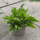 Bio Ochsenauge (Buphthalmum salicifolium) - Topfpflanze