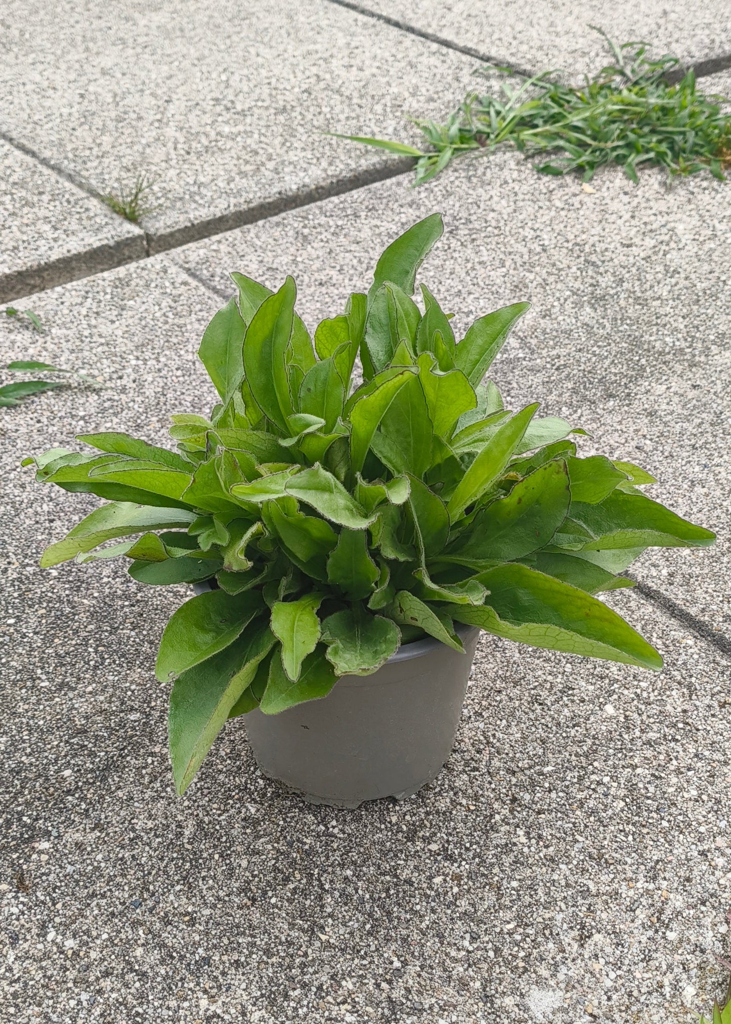 Bio Ochsenauge (Buphthalmum salicifolium) - Topfpflanze