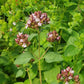 Bio Oregano (Oreganum vulgare) - Topfpflanze