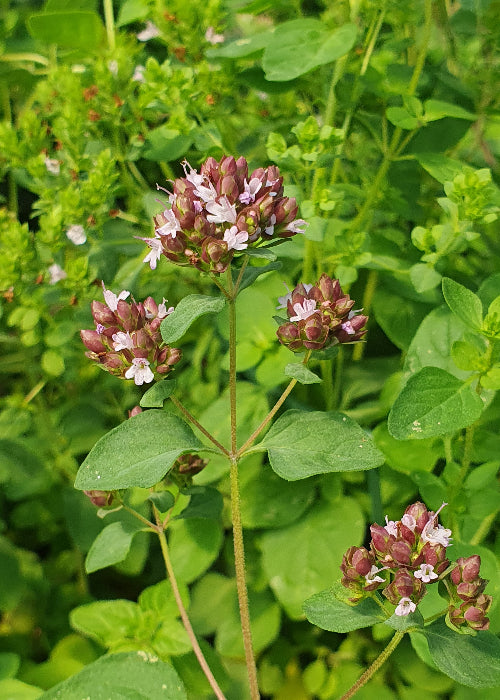 Bio Oregano (Oreganum vulgare) - Topfpflanze