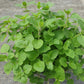 Bio Oregano (Oreganum vulgare) - Topfpflanze