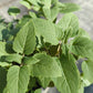 Bio Oswegokraut (Monarda fistulosa ssp. menth.) -Topfpflanze