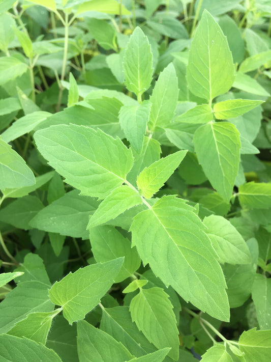 Bio Oswegokraut (Monarda fistulosa ssp. menth.) -Topfpflanze