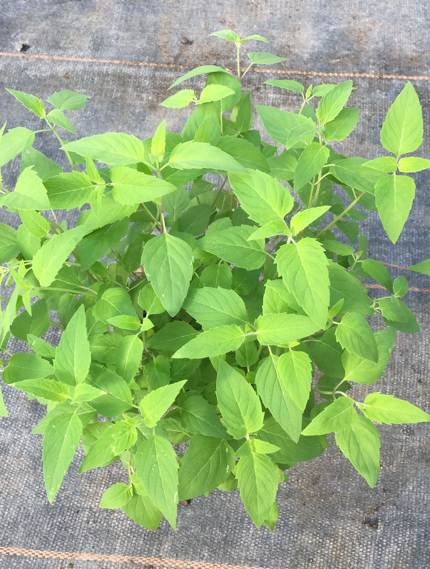 Bio Oswegokraut (Monarda fistulosa ssp. menth.) -Topfpflanze