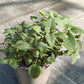 Bio Oswegokraut (Monarda fistulosa ssp. menth.) -Topfpflanze