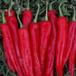 Bio Peperoni 'Poot Pepper' (Capsicum annuum) – Topfpflanze, Versand ab KW17