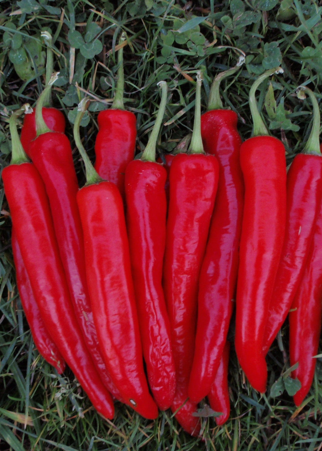 Bio Peperoni 'Poot Pepper' (Capsicum annuum) – Topfpflanze, Versand ab KW17