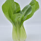 Bio Pak Choi 'White Celery Mustard'- Topfpflanze