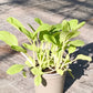 Bio Pak Choi 'White Celery Mustard'- Topfpflanze