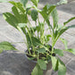 Bio Palmkohl 'Nero di Toscana' (Brassica oleracea var. sabellica) - Topfpflanze
