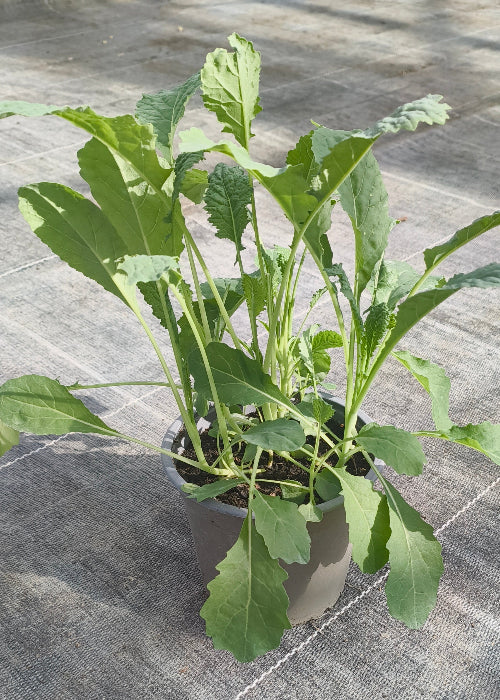 Bio Palmkohl 'Nero di Toscana' (Brassica oleracea var. sabellica) - Topfpflanze