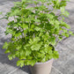 Bio Petersilie, glatt (Petroselinum crispum) - Topfpflanze