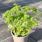 Bio Petersilie, krauss  (Petroselinum crispum) - Topfpflanze