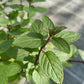 Bio Minze, Pfefferminze (Mentha piperita) - Topfpflanze