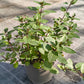 Bio Minze, Pfefferminze (Mentha piperita) - Topfpflanze