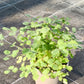 Bio Pimpinelle (Pimpinella sanquisorba minor) - Topfpflanze