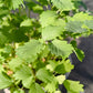Bio Pimpinelle (Pimpinella sanquisorba minor) - Topfpflanze