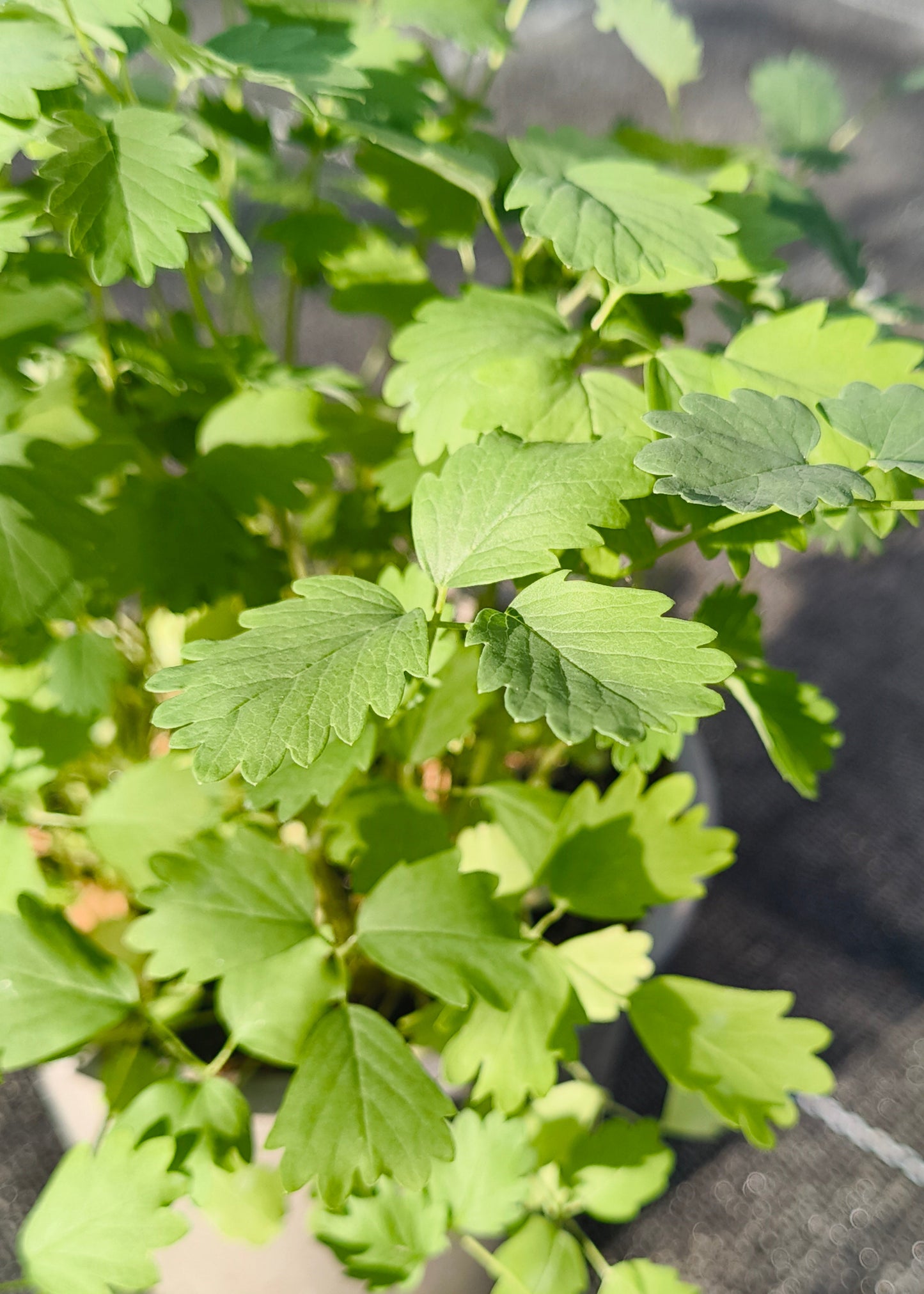 Bio Pimpinelle (Pimpinella sanquisorba minor) - Topfpflanze