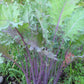 Bio Blattkohl 'Red Russian Kale' - Topfpflanze
