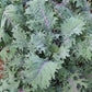Bio Blattkohl 'Red Russian Kale' - Topfpflanze