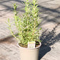 Bio Rosmarin (Rosmarinus officinalis) - Topfpflanze