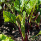 Bio Rote Bete 'Jannis' - Topfpflanze