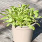 Bio Rucola (Diplotaxis tenuifolia) - Topfpflanze