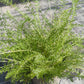 Bio Schafgarbe (Achillea millefolium) - Topfpflanze