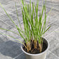 Bio Schnittknoblauch (Allium tuberosum) - Topfpflanze