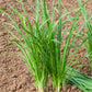 Bio Schnittknoblauch (Allium tuberosum) - Topfpflanze