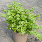 Bio Schnittsellerie (Apium graveolens var. secalinum) - Topfpflanze