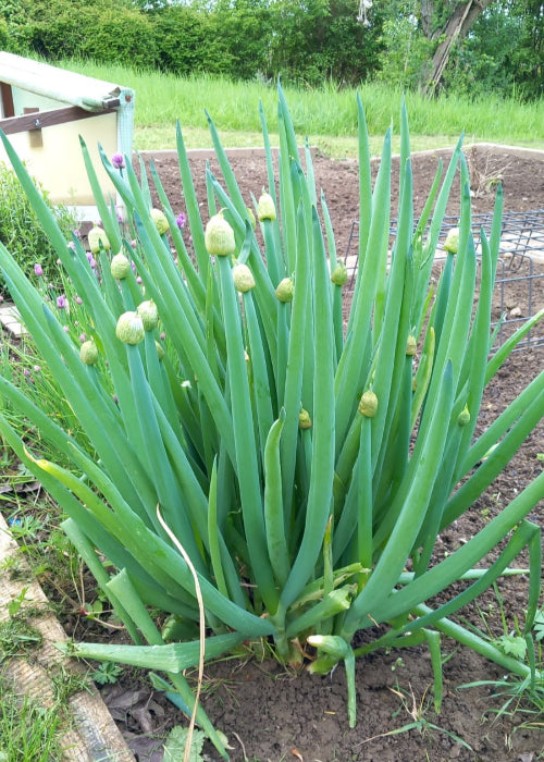 Bio Schnittzwiebel (Winterhecke) - Topfpflanze