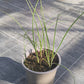 Bio Schnittzwiebel (Winterhecke) - Topfpflanze