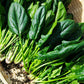 Bio Spinat 'Winterriesen/Verdil' - Topfpflanze