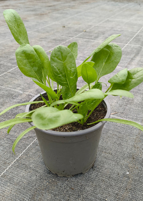 Bio Spinat 'Winterriesen/Verdil' - Topfpflanze
