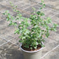 Bio Steinquendel (Calamintha nepeta) - Topfpflanze