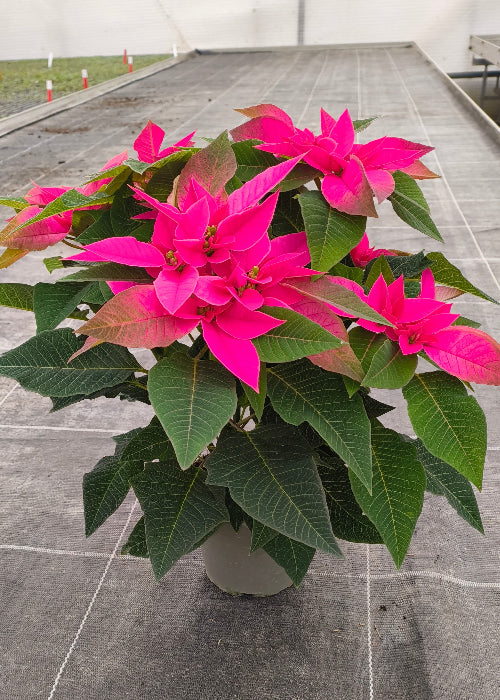 Bio Stern (Euphorbia pulcherrima) - Topfpflanze