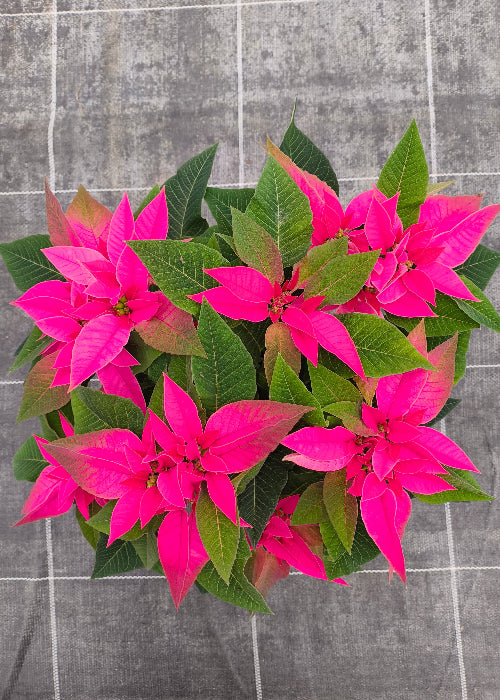 Bio Stern (Euphorbia pulcherrima) - Topfpflanze